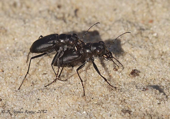 Cicindela nigrior